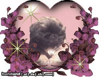 Pekingese Hunde Foto 6555 Pekingese Bella Of Empress Tzu - Shi