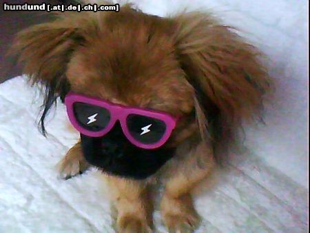 Pekingese Hunde Foto 44868 Pekingese brillenträger