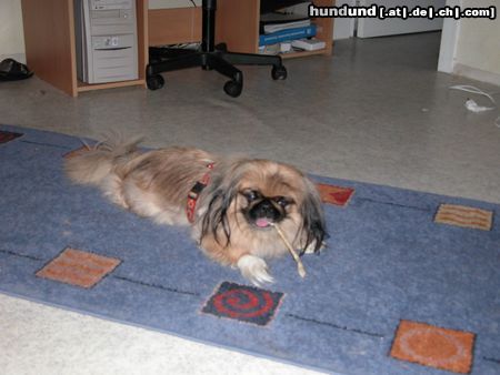Pekingese Hunde Foto 23226 in höherer Auflösung ansehen Pekingese