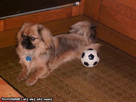 Pekingese Hunde Foto 17343 Pekingese jeba