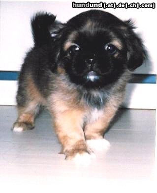 Pekingese Dorian 8 Wochen alt