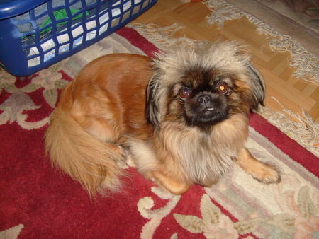 Pekingese Hunde Foto 43458 Pekingese daisy