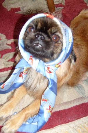 Pekingese daisy