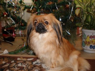 Pekingese bubuschka