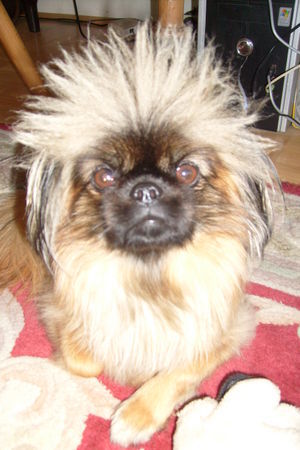 Pekingese Hunde Foto 43459 Pekingese daisy