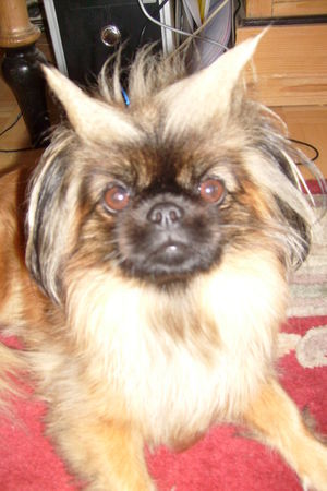 Pekingese Hunde Foto 43460 Pekingese daisy