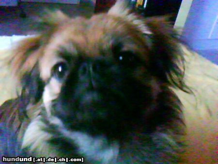 Pekingese