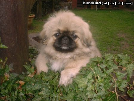Pekingese Hunde Foto 6554 Pekingese mein Duffy Of Empress Tzu - Shi