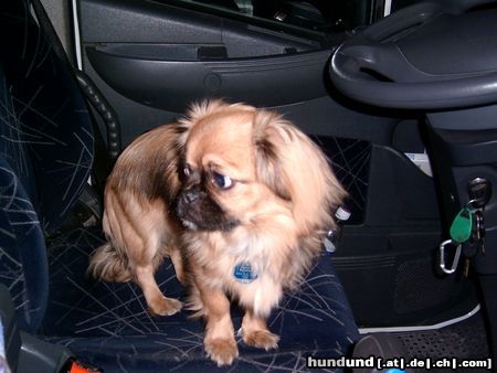 Pekingese Hunde Foto 17344 Pekingese jeba will auch mit