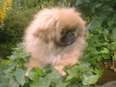 Pekingese Hunde Foto 28484 in höherer Auflösung ansehen Pekingese Evchen Of Empress Tzu - Shi