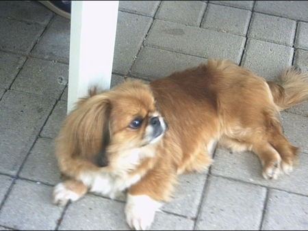 Pekingese Hunde Foto 26993 in höherer Auflösung ansehen Pekingese