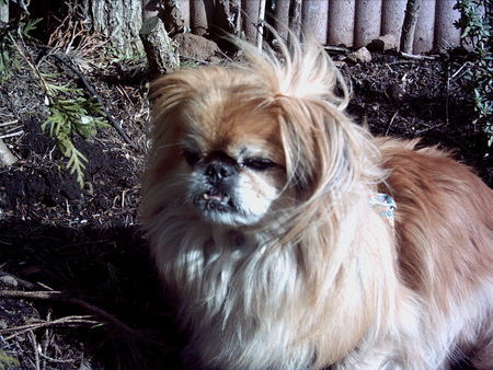Pekingese Hunde Foto 30828 Pekingese Jacky