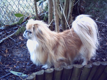 Pekingese Hunde Foto 30827 Pekingese Jacky