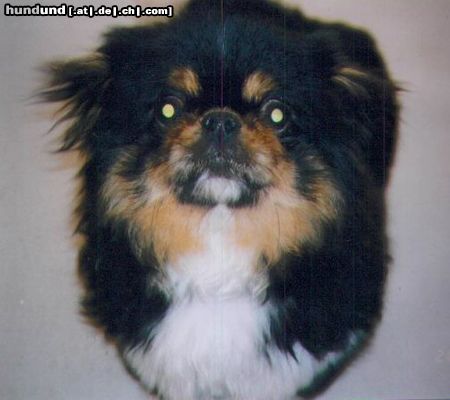 Pekingese Hunde Foto 18615 in höherer Auflösung ansehen Pekingese Der schönste Hund der Welt - mein Jerry!