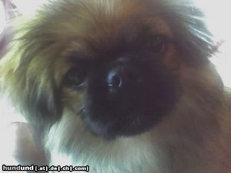 Pekingese Hunde Foto 44853 in höherer Auflösung ansehen Pekingese mein süsser jacky