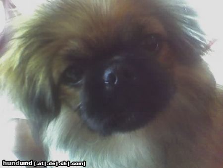 Pekingese mein süsser jacky