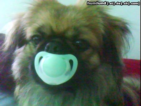 Pekingese schnuller baby