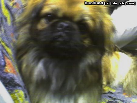 Pekingese