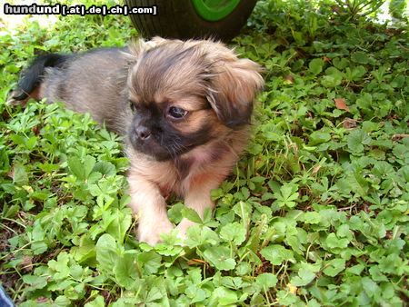 Pekingese Hunde Foto 12684 Pekingese jeba 10 wochen und soo lieb