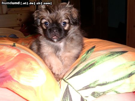 Pekingese Hunde Foto 12532 Pekingese meine jeba 7 wochen alt