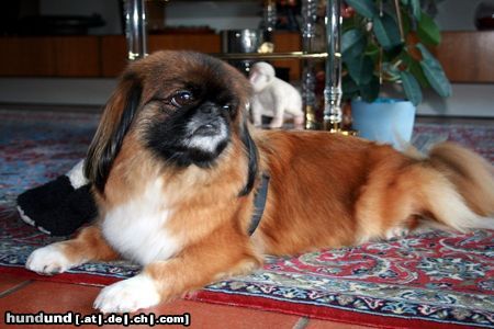 Pekingese Lilibess