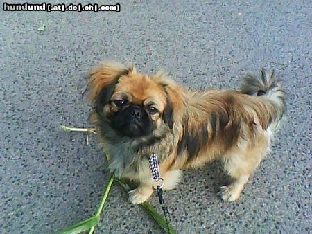 Pekingese das ist mein süsser maisjäger