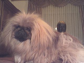 Pekingese Hunde Foto 1327 Pekingese Meckie