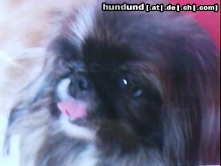 Pekingese