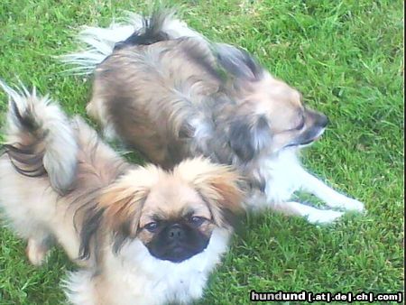 Pekingese