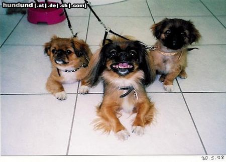 Pekingese Hunde Foto 46158 Pekingese Piggy mit Miyoko und Dorian