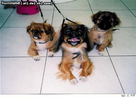 Pekingese Piggy mit Miyoko und Dorian