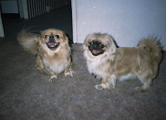 Pekingese Hunde Foto 27689 Pekingese Maja & ihr Bruder Focki