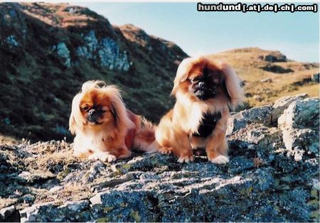 Pekingese Miyoko und Dorian in den Bergen