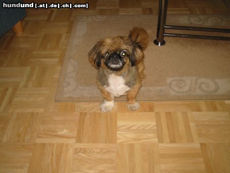 Pekingese Hunde Foto 4695 Pekingese hat leider nur noch ein auge
