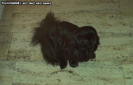 Pekingese Hunde Foto 5149 Pekingese Nora