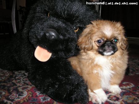Pekingese Hunde Foto 6439 Pekingese