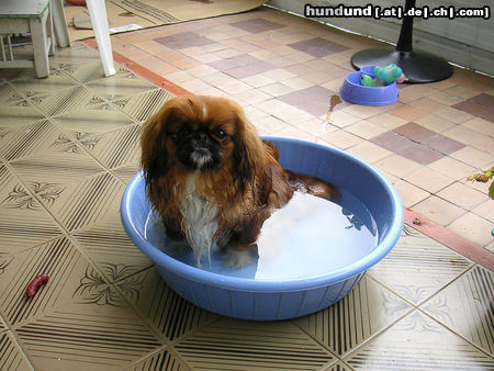 Pekingese Hunde Foto 25569 in höherer Auflösung ansehen Pekingese Peki