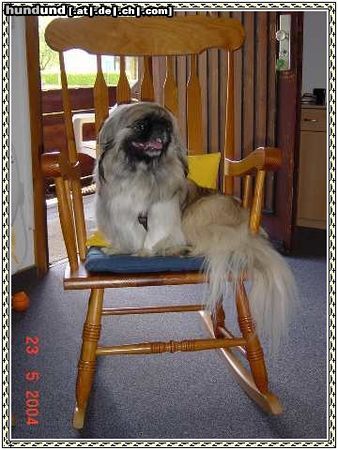 Pekingese Hunde Foto 12663 Pekingese Unser paulchen