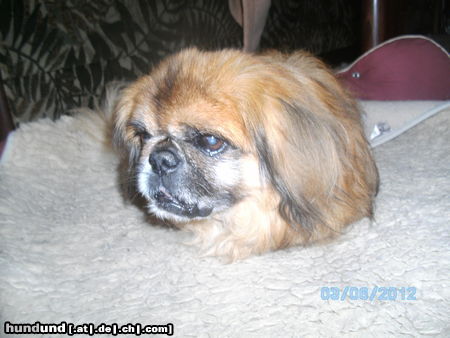 Pekingese Malte der Macho