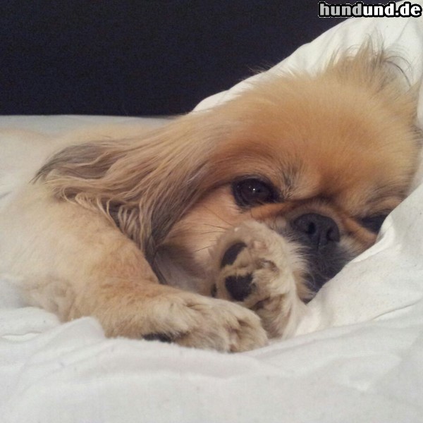 Pekingese Hunde Foto 47026 Pekingese Mischa 6 Jahre alt