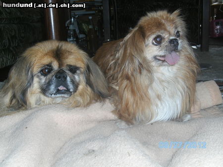 Pekingese Hunde Foto 46818 in höherer Auflösung ansehen Pekingese Peki Senioren; Malte 12 1/2, Kokilia 15 1/2