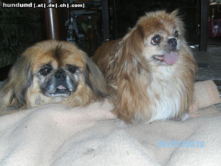 Pekingese Peki Senioren; Malte 12 1/2, Kokilia 15 1/2 