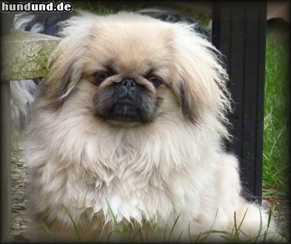 Pekingese Lunzberg Jüngste Zuchthündin