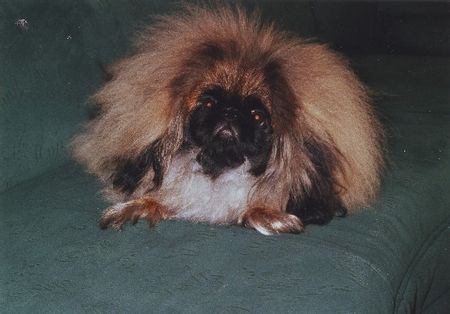 Pekingese Hunde Foto 36373 in höherer Auflösung ansehen Pekingese CHANEIRA FDH / FCI