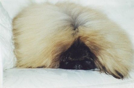 Pekingese Hunde Foto 36372 in höherer Auflösung ansehen Pekingese Kennel