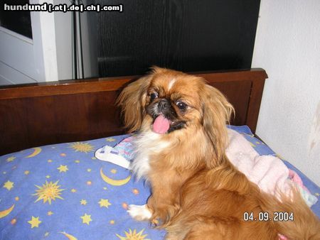 Pekingese Hunde Foto 25571 Pekingese Peki aus Georgien