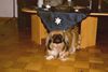 Pekingese Foto: Meine Charly immer Neugierig :-) (ID 23174) Pekingese Hund