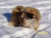 Pekingese Foto: Kukuk, ich bin Eileen! (ID 19576) Pekingese Hund
