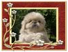 Pekingese Foto: Ein kleiner Pekingesen-Eisbär :o) (ID 4531) Pekingese Hund