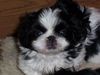 Pekingese Foto: Arnold Xi-Zang (ID 2244) Pekingese Hund